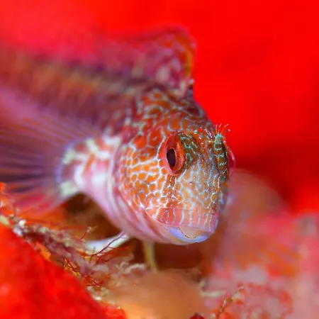 ベッド・アンド・ブレックファスト プラヴィダ ダイブハウス サグレス