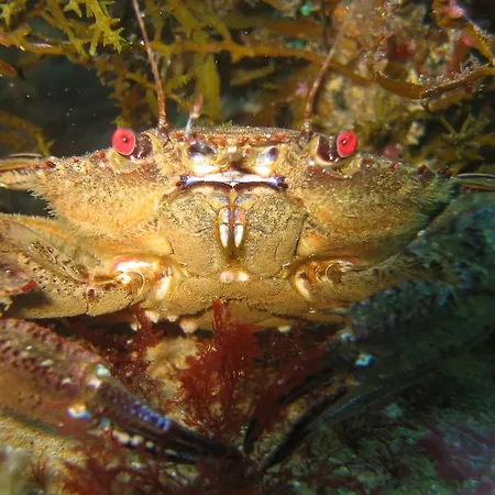 ベッド・アンド・ブレックファスト プラヴィダ ダイブハウス