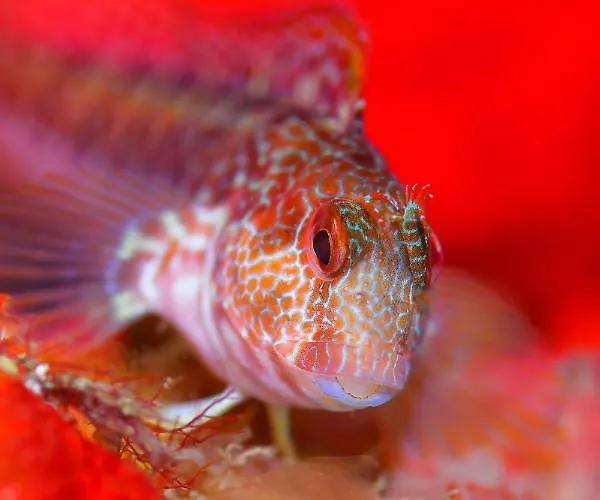 فندق مبيت وإفطار Puravida Divehouse ساغريش