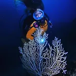 Puravida Divehouse ساغريش