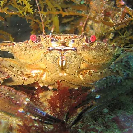Puravida Divehouse Sagres