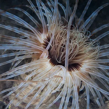 Puravida Divehouse * Sagres